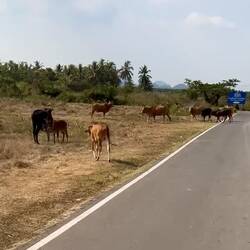 meine Freunde sind auch wieder da