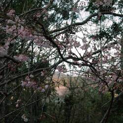 mit ersten Kirschblüten