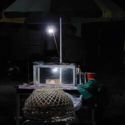 Unten Hühnchen lebendig, oben Hühnchen tot