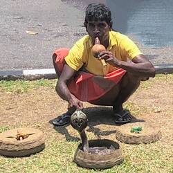 I didn't expect a cobra which our guide said had its fangs removed. Still don't go near.