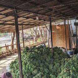 They got through 9-10 tonnes of food a day!