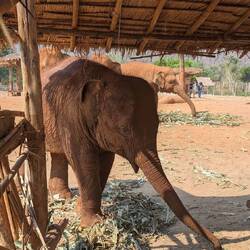 Baby (4 years old) trying to steal food