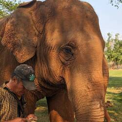 Another fact for you, elephants can hear from up to 2.5 miles away!