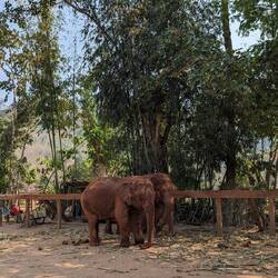 One of these elephants is blind, the other has a broken front leg :(