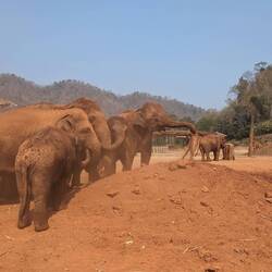 Fun fact, elephants have 150,000 muscles in their trunks!