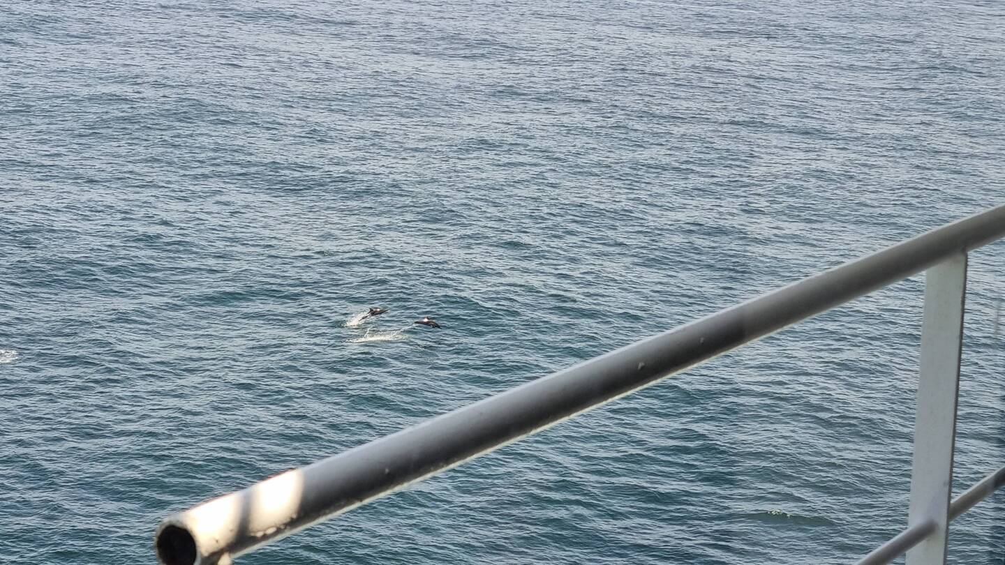 One of the 400 pictures that actually got dolphins in it!