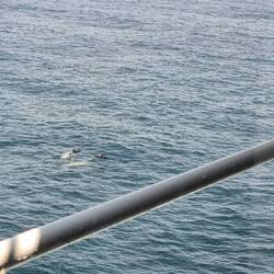 One of the 400 pictures that actually got dolphins in it!
