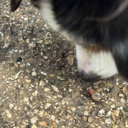 Hermit crab investigation