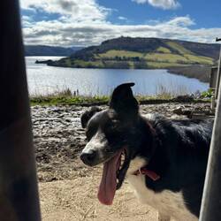 Mac... he "helps" around the farm. 😆