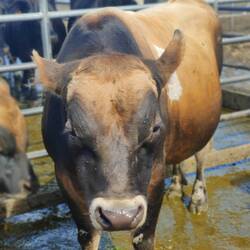 Ça c un des taureaux, ils étaient trop con. Je les appelait tous jack