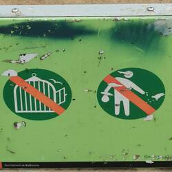 Soll man keine Vögel einfangen oder frei lassen 🤔