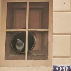 In Haus Nr. 28 wohnt eine kecke Taube ☺️