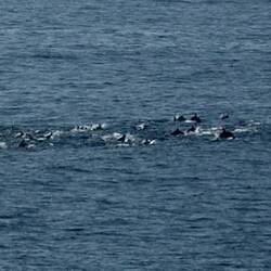 Big pod of dolphins