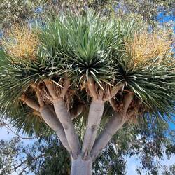 Drachenbaum mit Blüten