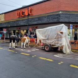 Los hombres del Cochayuyo... en Temuco!