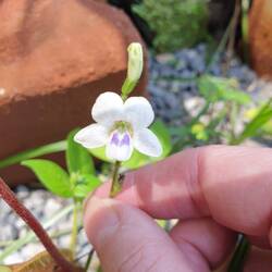 Das soll Unkraut sein???