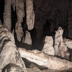 There's a crocodile and a snake here