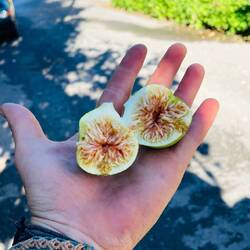 Lieblingssnack