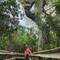Mahogany Hammock Trail