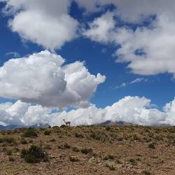 Der Ausgestoßene :( jede Herde wird von nur einem männlichen Guanaco "beschützt".