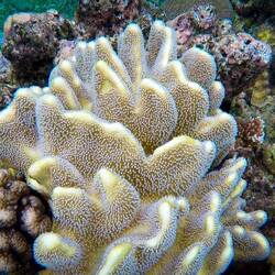 Snorkeling at the Great Barrier Reef, QLD.