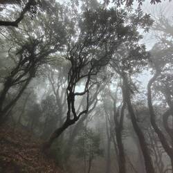 Einmal Waldbaden bitte