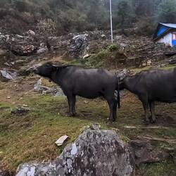 Bitte mit Ton an hören 😅