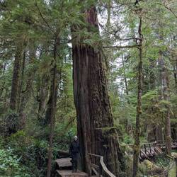 Kleine Maria, großer Baum