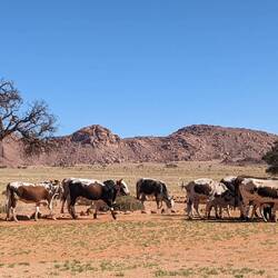 Die Herde verlässt den Platz