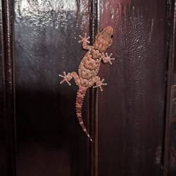 Gecko