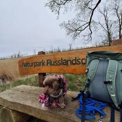 Amadeus, nass und frierend nach der Jagd auf Schwäne