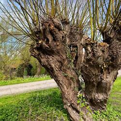 Schnellwachsende Weide