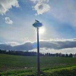 Les cigognes sont toujours avec nous
