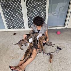 die kleinen süssen Welpen sind mir sehr ans Herz gewachsen🥰