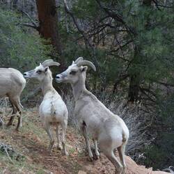Mountain goats