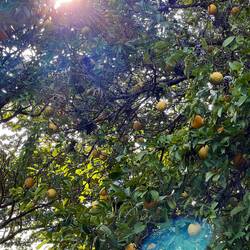 Meggan hat noch tolle Bilder gemacht ganz nach dem Motto "Wenn das Leben dir Zitronen gibt..."🍋