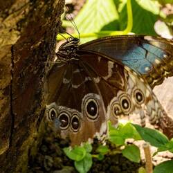 Blue Morpho