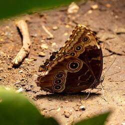 Blue Morpho (closed showing 7 eyes)