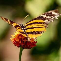 Two-Eye Eighty Eight