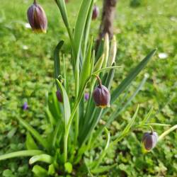 Schachbrettblume