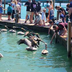 FEED THE TARPON AT ROBBIE’S MARINA For Fun IN ISLAMORADA!