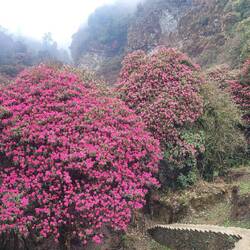 Ganz viel Rhododendron zusammen mit Nelly