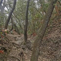 Unerwartete Wanderung durch den Wald.