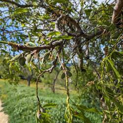 Almonds! Also lots of olive trees today, the landscape is already changing.
