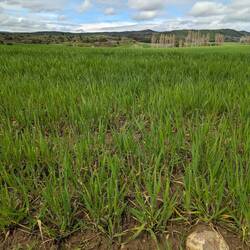 What is this? Crop? Bog grass? It has fertiliser tracks in fields, it's everywhere.
