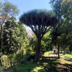 Dragon tree at entrance to St Lucia Hill
