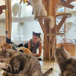 Cat café dans le quartier d'akihabara