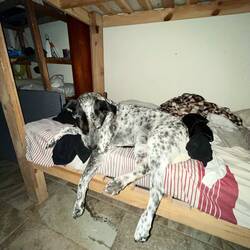 Mein Liebungsvierbeiner