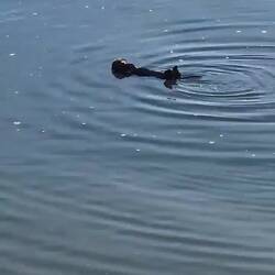 Ein Otter 🥰