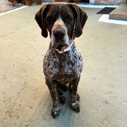 Hermes, der Götterbote